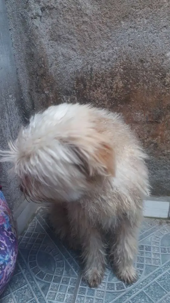 Cachorro ra a Pudou idade 7 a 11 meses nome Algodão 