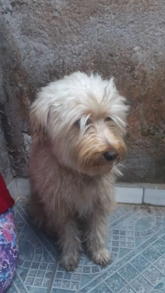 Cachorro ra a Pudou idade 7 a 11 meses nome Algodão 