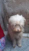 Algodão 