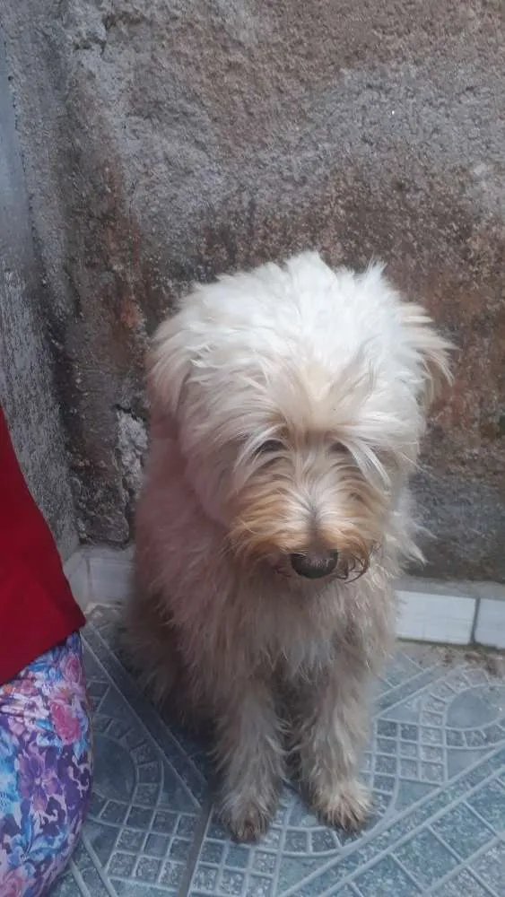 Cachorro ra a Pudou idade 7 a 11 meses nome Algodão 
