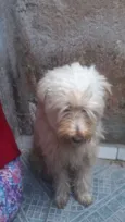 Algodão