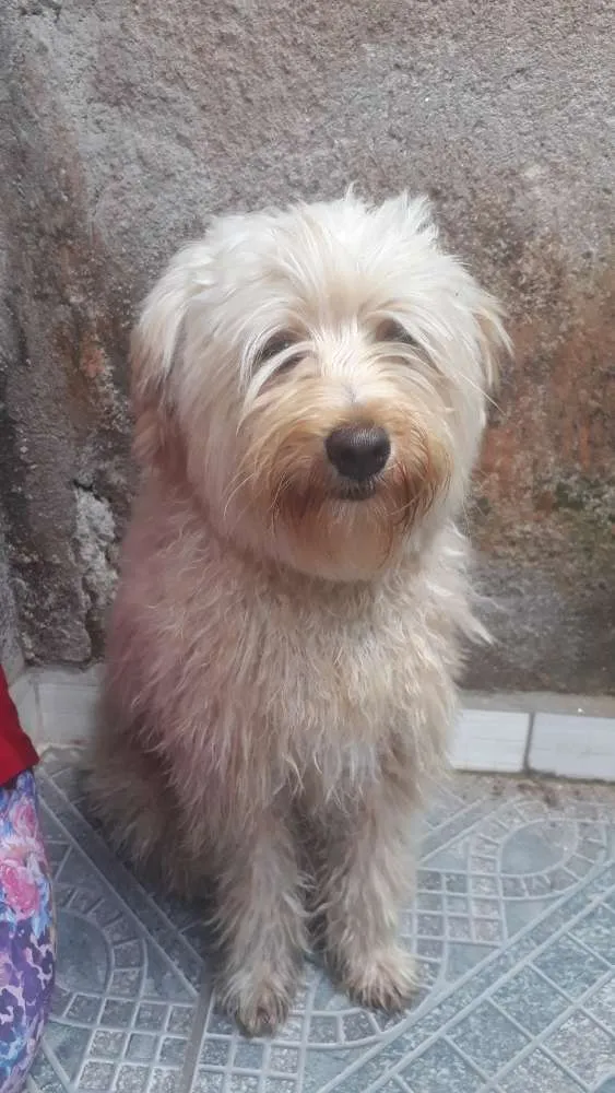 Cachorro ra a Pudou idade 7 a 11 meses nome Algodão 