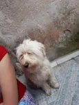 Algodão 