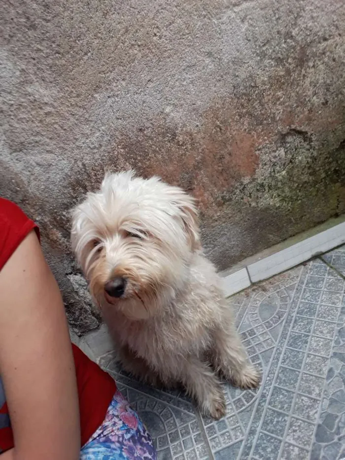 Cachorro ra a Pudou idade 7 a 11 meses nome Algodão 