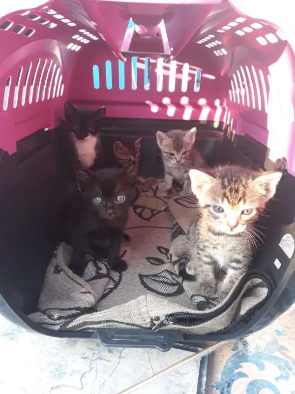 Gato ra a Indefinido idade 2 a 6 meses nome Indefinido