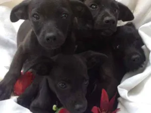 Cachorro raça SRD idade 2 a 6 meses nome Filhotes 