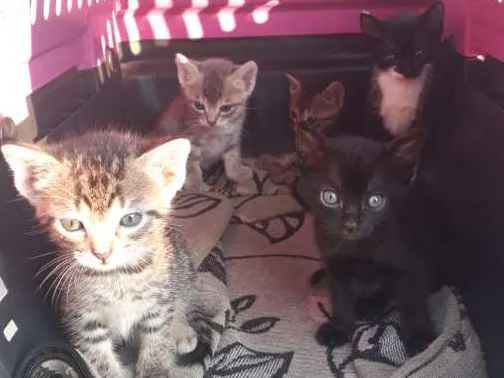 Gato ra a Indefinido idade 2 a 6 meses nome Indefinido