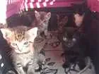 Gato raça Indefinido idade 2 a 6 meses nome Indefinido