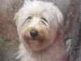 Algodão 