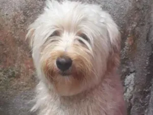Cachorro raça Pudou idade 7 a 11 meses nome Algodão 