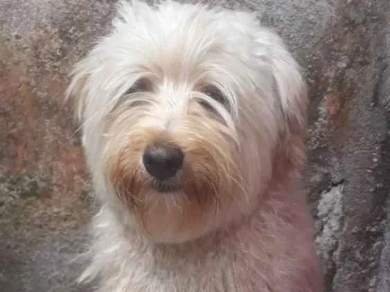 Cachorro ra a Pudou idade 7 a 11 meses nome Algodão 