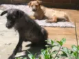 Scooby e Biscuit