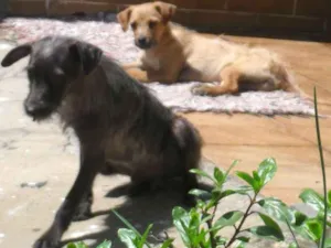 Cachorro raça vira-lata idade 7 a 11 meses nome Scooby e Biscuit