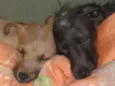 Scooby e Biscuit