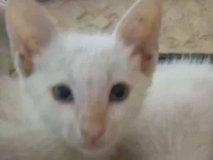 Gato raça  idade Abaixo de 2 meses nome Jade e Cristal
