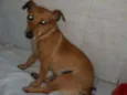rabicó