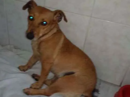 Cachorro ra a SRD idade 3 anos nome rabicó