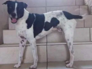 Cachorro raça SRD idade 3 anos nome Ozzy