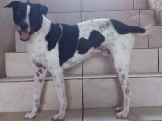 Cachorro ra a SRD idade 3 anos nome Ozzy