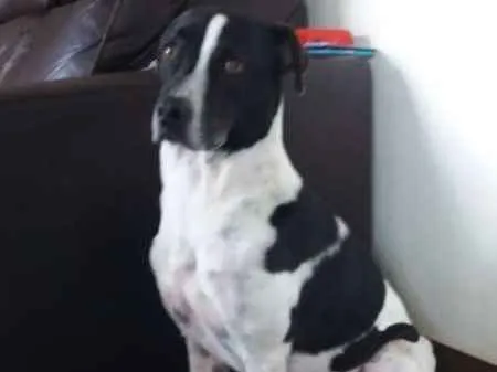 Cachorro ra a SRD idade 3 anos nome Ozzy