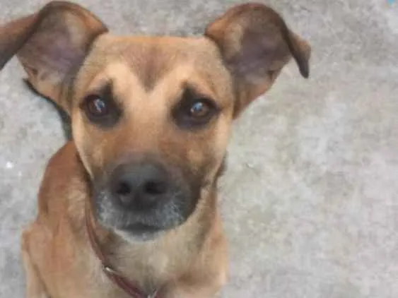 Cachorro ra a SRD idade 3 anos nome Chuvisco