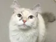 NINA