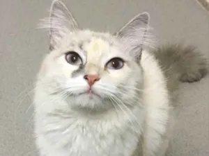 Gato raça SRD idade  nome NINA