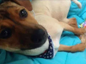 Cachorro raça Foi terrier de pêlo liso idade 2 a 6 meses nome Pekka