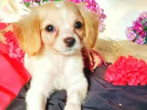 Cachorro raça indefinida idade 2 a 6 meses nome Ruth