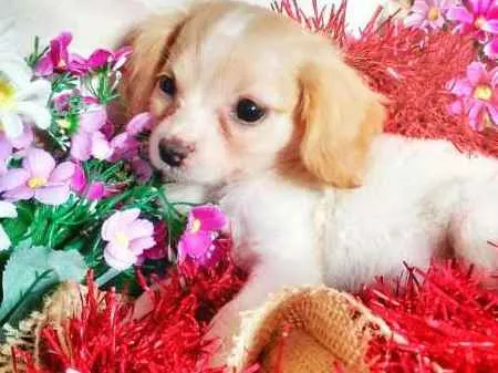 Cachorro raça indefinida idade 2 a 6 meses nome Ruth