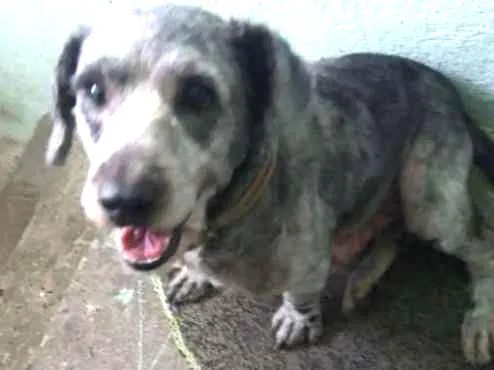 Cachorro raça Poodle médio idade 6 ou mais anos nome Bethoven