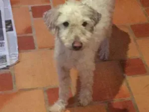 Cachorro raça Vira Lata  idade 2 anos nome Antonia 