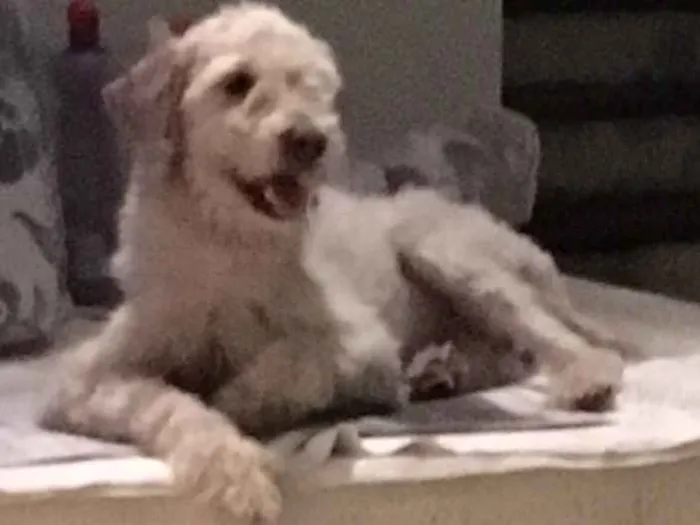 Cachorro raça Vira Lata  idade 2 anos nome Antonia 