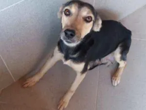 Cachorro raça Vira lata idade 3 anos nome Belinha