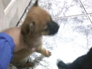 Cachorro raça Raça não definada idade Abaixo de 2 meses nome Filhote/shopping int