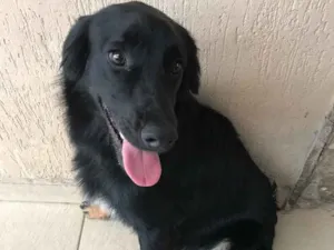 Cachorro raça Vira-lata idade 1 ano nome Não sei