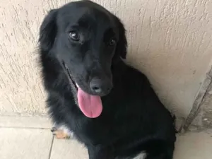 Cachorro raça Vira-lata idade 1 ano nome Não sei