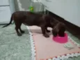 bela