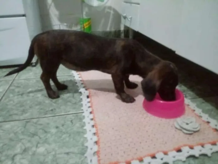 Cachorro ra a misturado idade 2 a 6 meses nome bela
