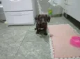 bela