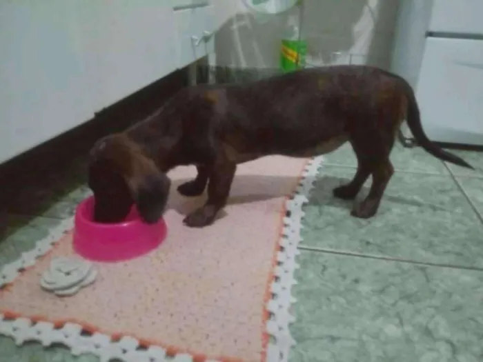 Cachorro ra a misturado idade 2 a 6 meses nome bela