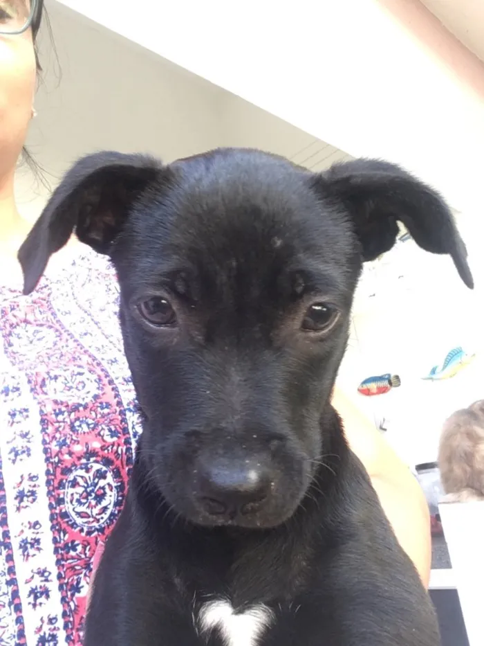 Cachorro ra a SRD idade 2 a 6 meses nome Pretinha