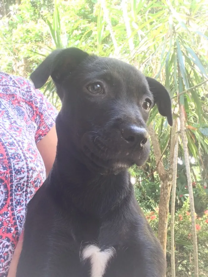 Cachorro ra a SRD idade 2 a 6 meses nome Pretinha