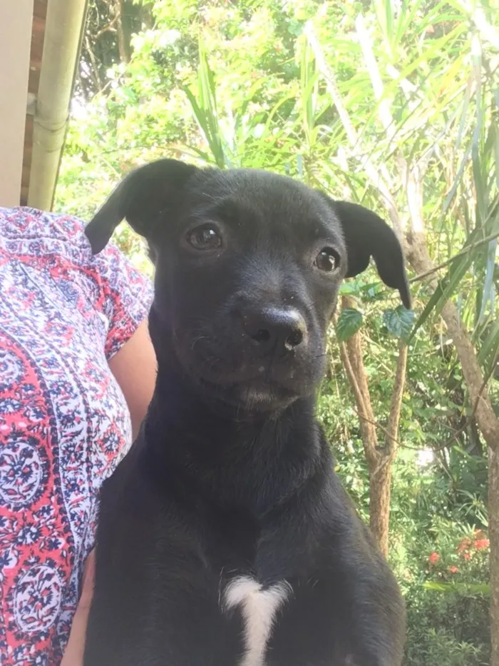 Cachorro ra a SRD idade 2 a 6 meses nome Pretinha