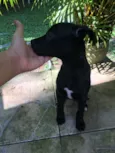 Pretinha