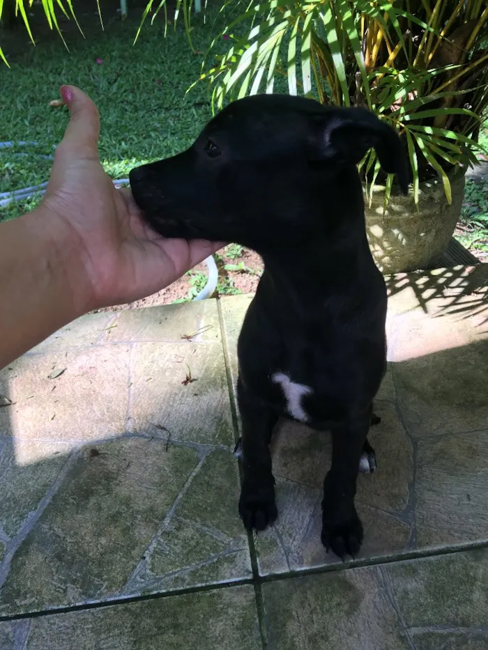 Cachorro ra a SRD idade 2 a 6 meses nome Pretinha