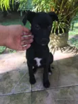 Pretinha