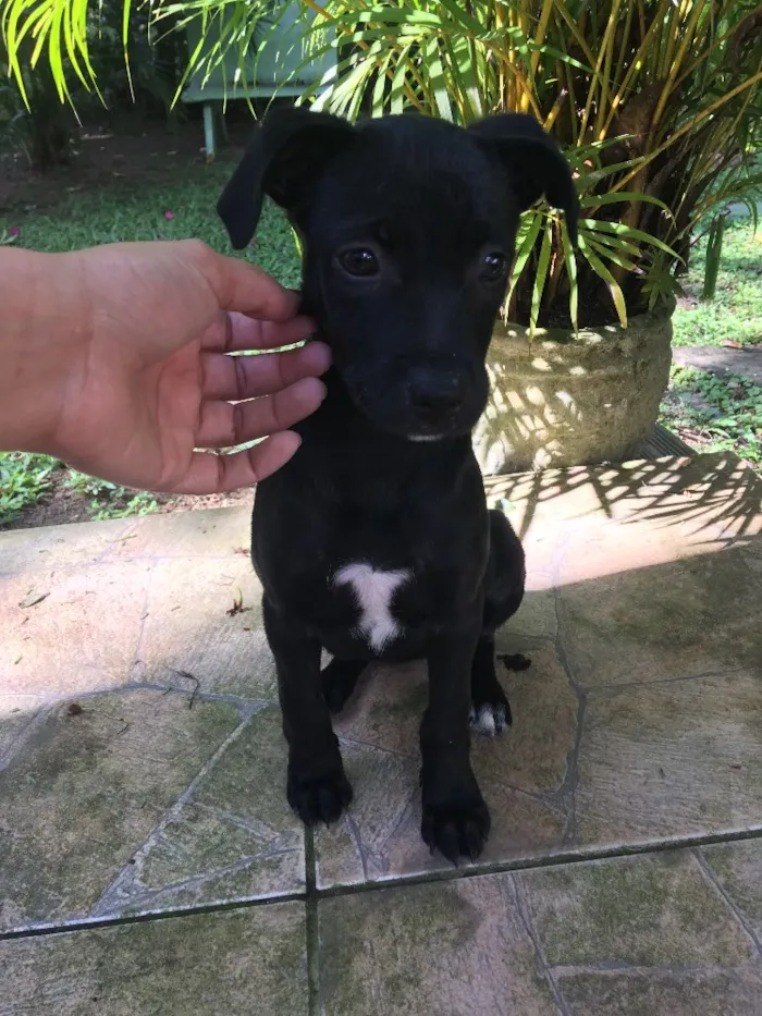 Cachorro ra a SRD idade 2 a 6 meses nome Pretinha