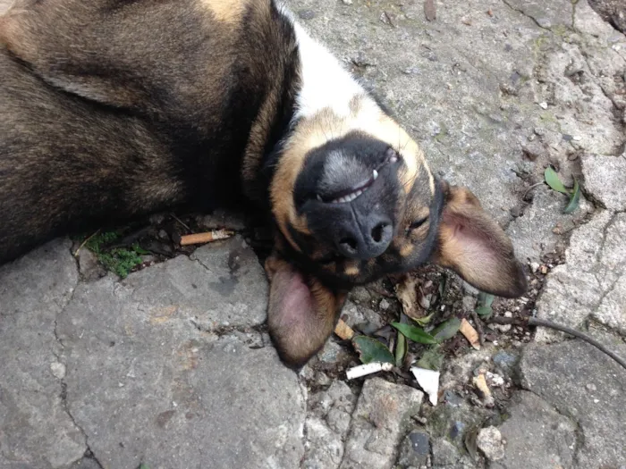 Cachorro ra a Vira lata  idade 7 a 11 meses nome Sem nome