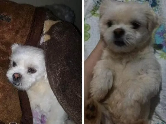 Cachorro ra a Lhasa apso idade 3 anos nome Tomy